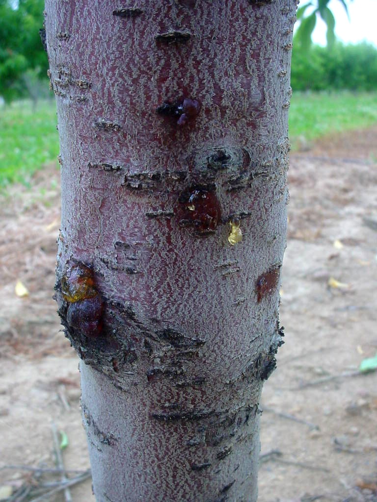 Plant Doctor / Fruit Trees